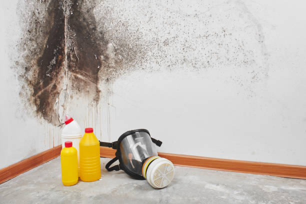 Office Mold Removal Services in Holbrook, AZ