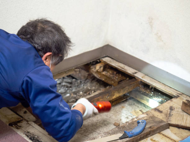 Crawl Space Mold Removal in Holbrook, AZ