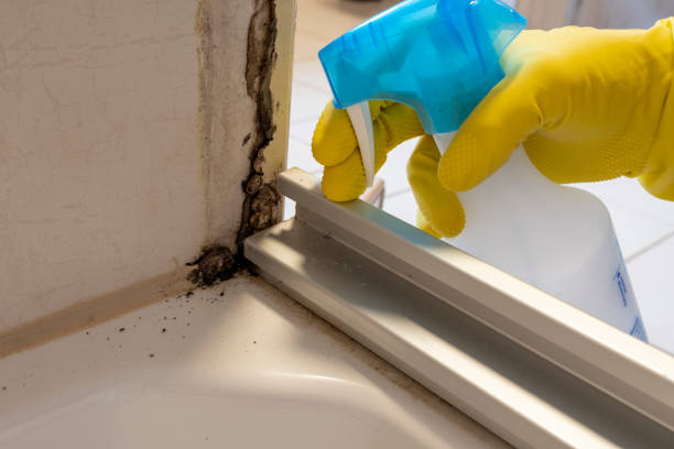 Best Residential Mold Removal  in Holbrook, AZ