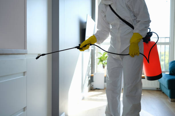 Best Mold Removal Specialists  in Holbrook, AZ