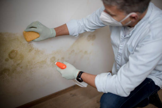 Best Emergency Mold Removal  in Holbrook, AZ