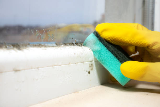 Best Mold Damage Repair  in Holbrook, AZ