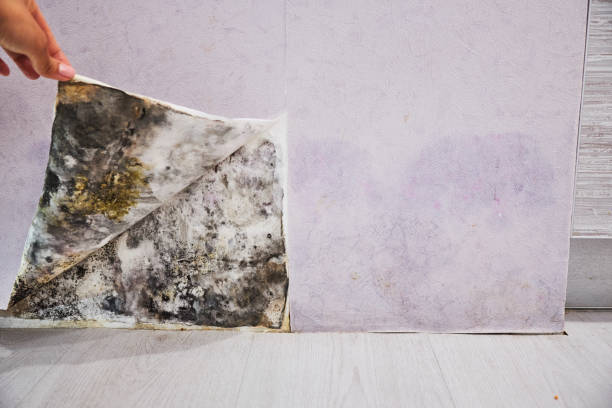 Best Fast Mold Removal  in Holbrook, AZ